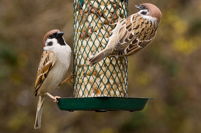 Feed the birds? Scientists highlight risks of disease at garden bird feeders