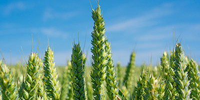 Feeding the future: Can we protect crops sustainably?