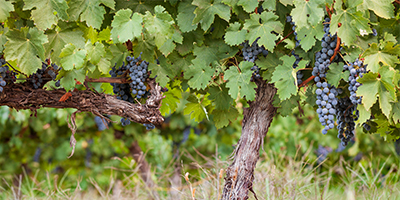 Grapevine trunk disease - how would I know if my vine is fine? 