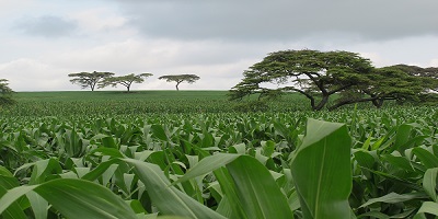 Gene Editing in the Context of Crops