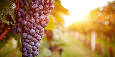 The UK’s Love of Wine Becomes Homegrown – Fera Makes it More Sustainable