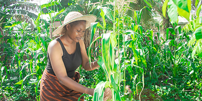 Fera - Stepping-up for African plant health and biosecurity