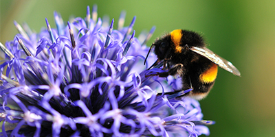 ICPPR Bee Brood Working Group 