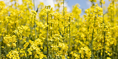 Risks to winter oilseed rape