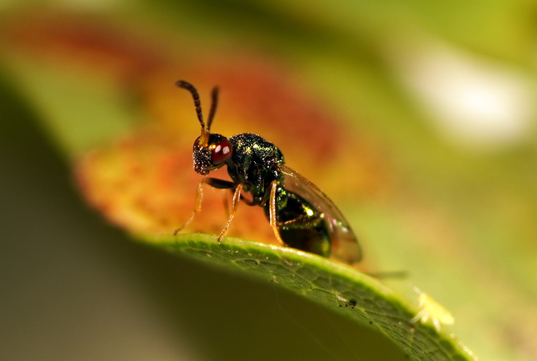 Fera Provides Greater Protection for Sweet Chestnut Trees in England, in Partnership with Defra