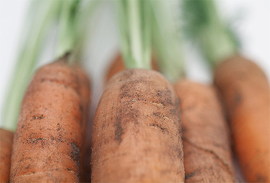 Pyrethroid resistance in willow-carrot aphid