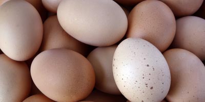 Fera adapt their accredited LC-MS/MS technique to detect for Fipronil in eggs.