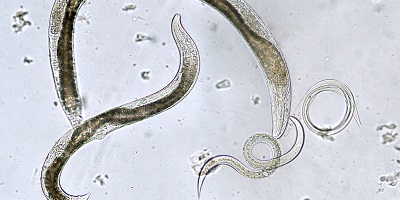 Consider Nematode Testing in Rotational Decisions 