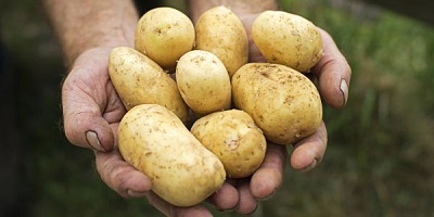 British Potato 2017 -  22 -23 November 2017, Harrogate