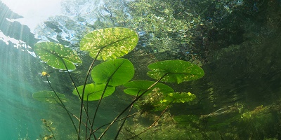 Making mesocosm studies fit for the future of pesticide testing