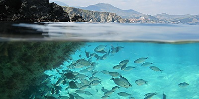 New endocrine-disruptor regulations put aquatic testing at the top of the agenda 