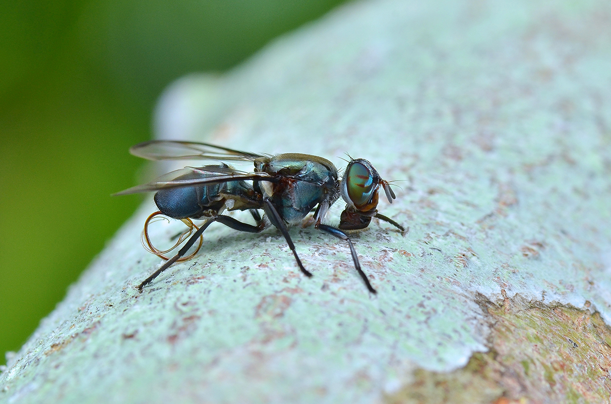 Insects, reducing food waste and providing a future source of valuable animal feed in the Caribbean