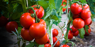 Join us at the British Tomato Conference 2019