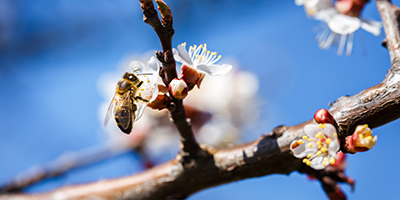 Manuka Honey Authenticity Testing 