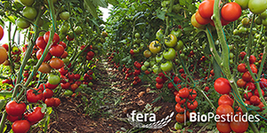 PRESS RELEASE: Fera Science’s deep dive into biopesticides