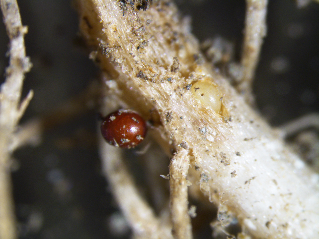 Cyst Nematodes (including Beet Cyst Nematode and Cereal Cyst Nematode): extraction from soil (1kg Soil)