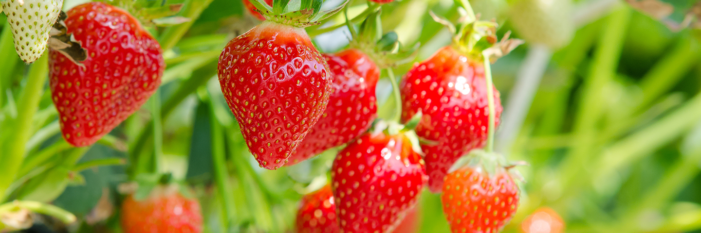 Strawberry crown rot <em>(Phytophthora cactorum)</em> in plants (Symptomatic)