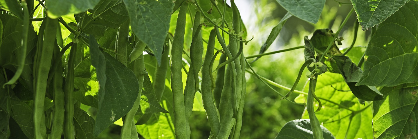 Bean blight seed test - <em>Xanthomonas axonopodis</em> pv. <em>phaseoli</em> (5,000 seeds)