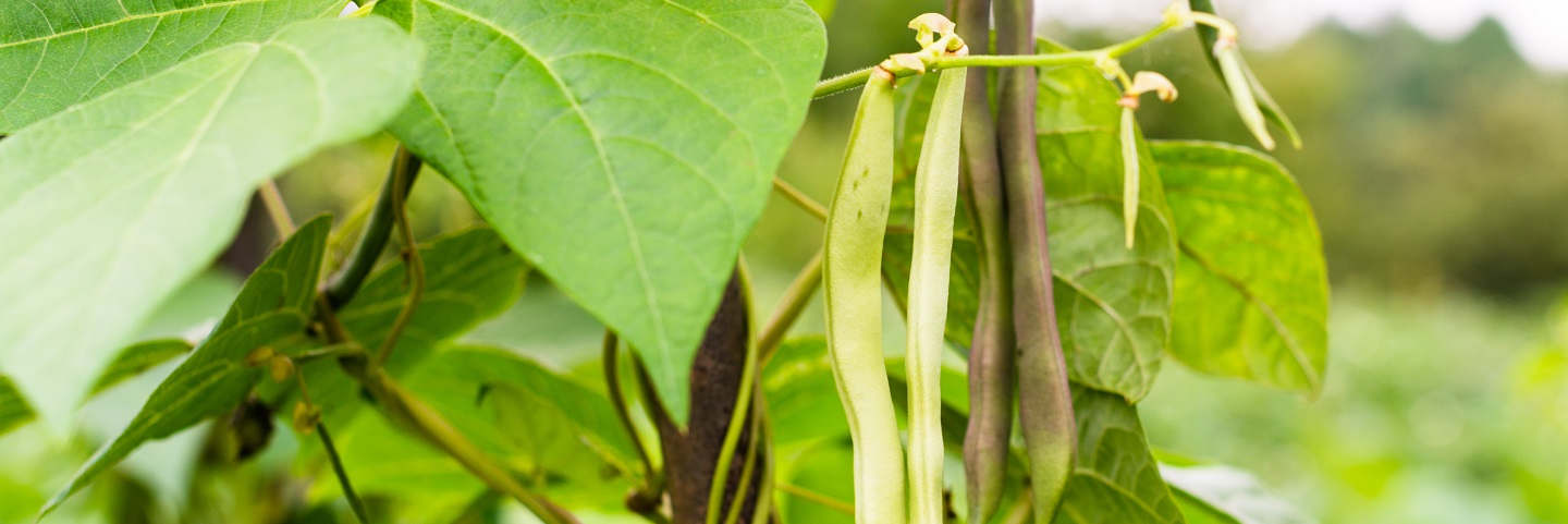 Halo blight seed test - <em>Pseudomonas savastanoi</em> pv. <em>phaseolicola</em> - bean (5,000 seeds)