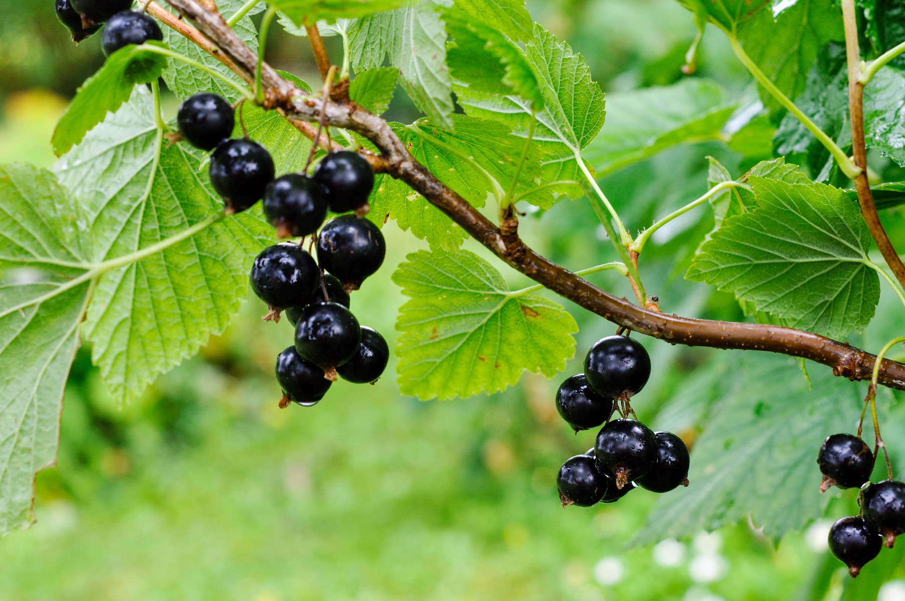 Blackcurrant reversion virus