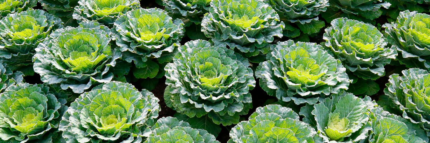 Black Rot - <em>Xanthomonas campestris</em> pv. <em>campestris</em> - Brassica - Seeds only (10,000 seeds)