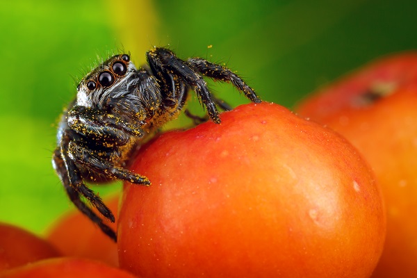 Identification of Storage Insects and Mites