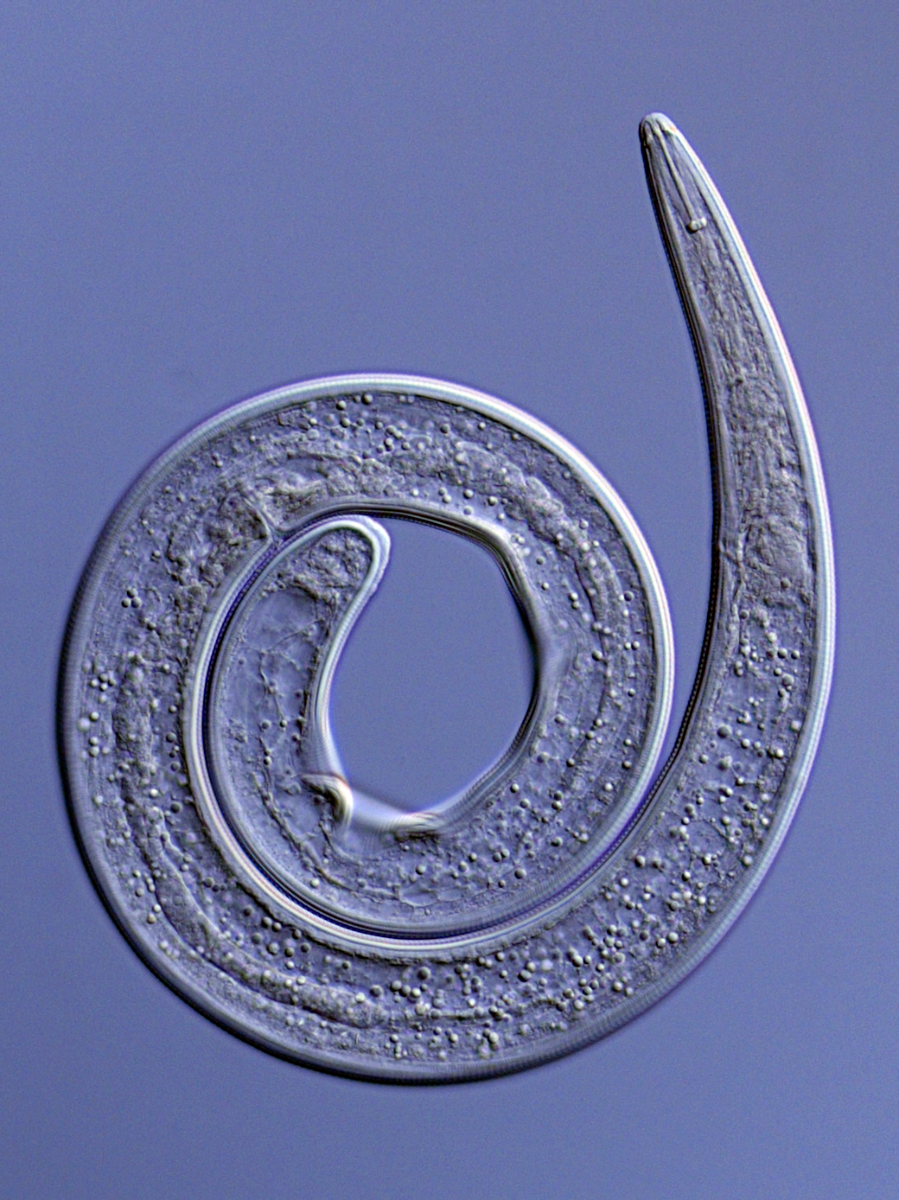 General free-living plant-parasitic nematodes from soil: Standard analysis