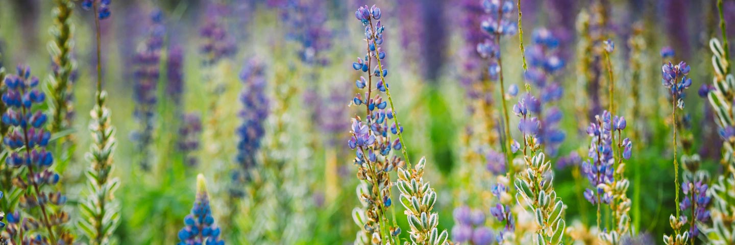 <em>Colletotrichum</em> spp. test on Lupin seed (1200 Seeds)