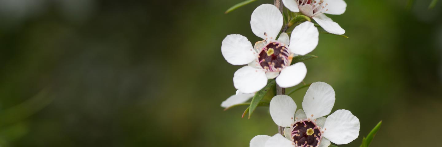 MPI Manuka Pollen DNA Test