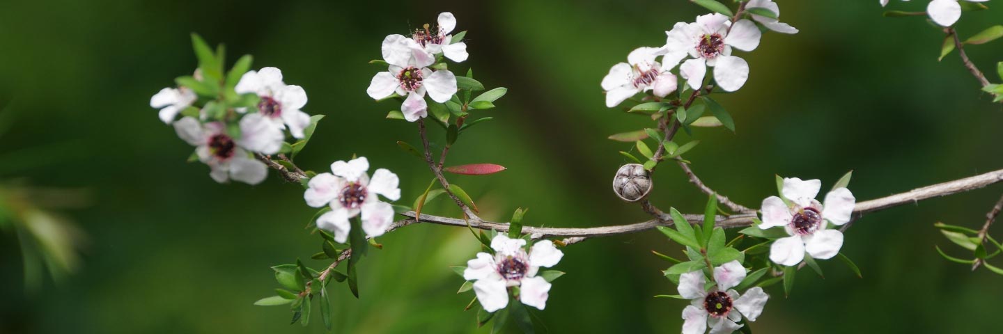 Manuka Honey: Microbiological Testing (TA and/or NPA)