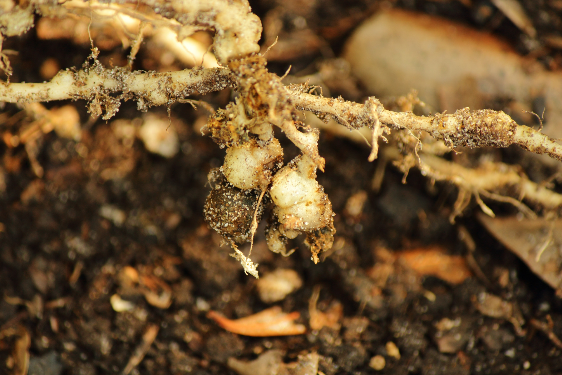 Crown Gall Disease (Tumor-Inducing Plasmid) Testing