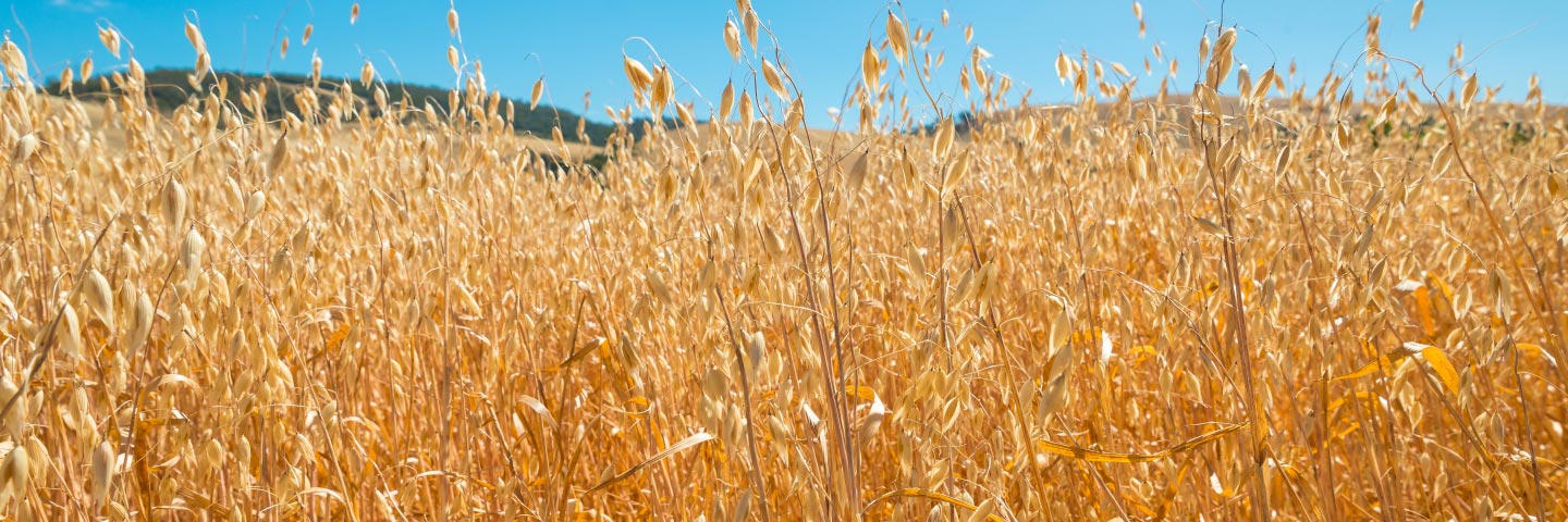 <em>Barley yellow dwarf virus</em> and <em>Soil borne cereal mosaic virus</em>