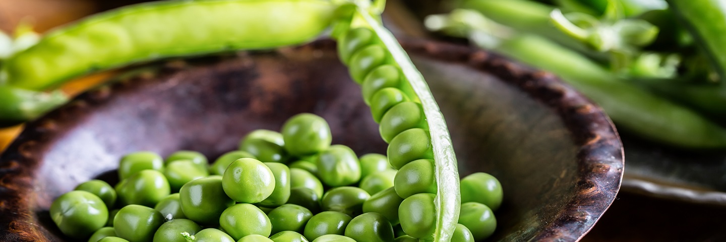 Pea bacterial blight - <em>Pseudomonas syringae</em> pv. <em>pisi</em> - Pea seed (5,000 seeds)