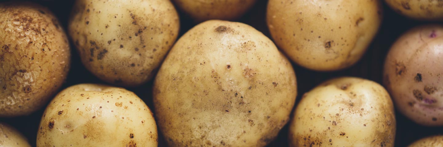 Rapid direct tuber test for virus in Potato (PVY)