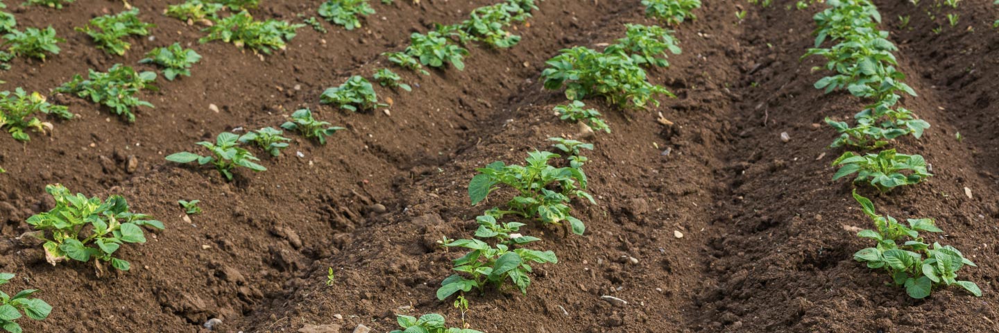 Spraing soil bait test - potato mop top virus (PMTV) 