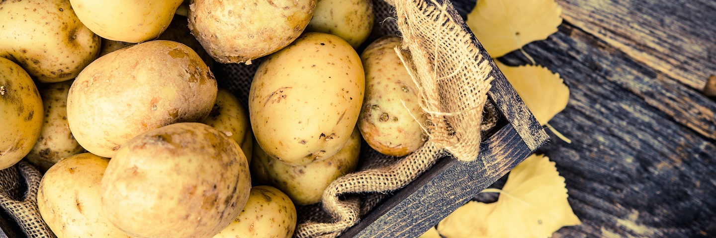 Soft Rotting Bacteria (average tuber inoculum load) (100 tubers)