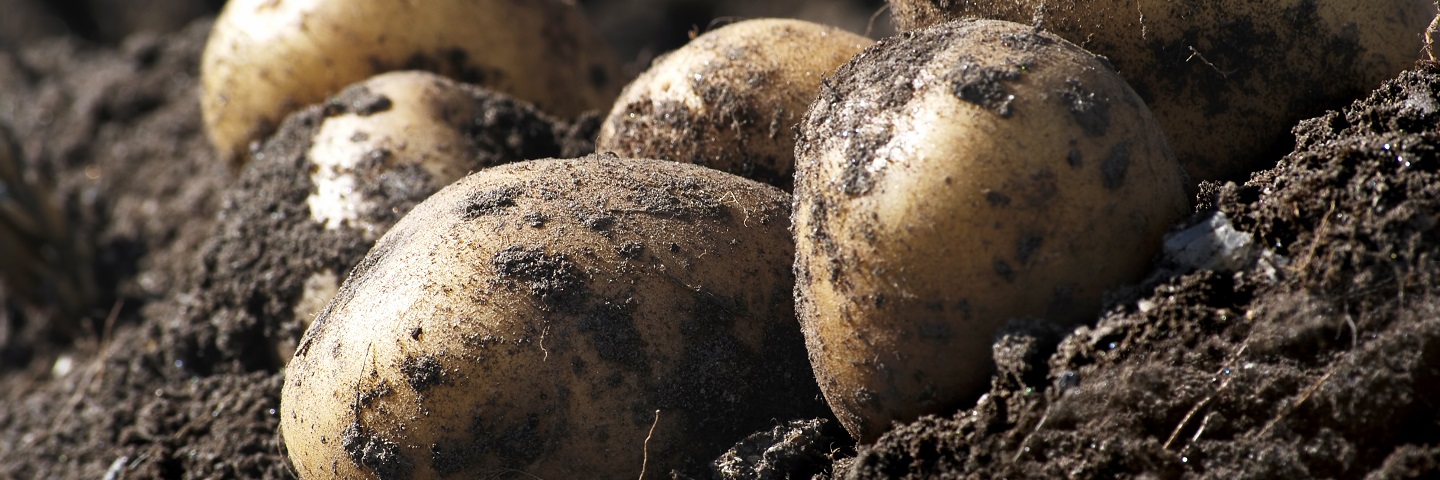 Potato tuber test -  potato mop top virus and tobacco rattle virus (PMTV & TRV)