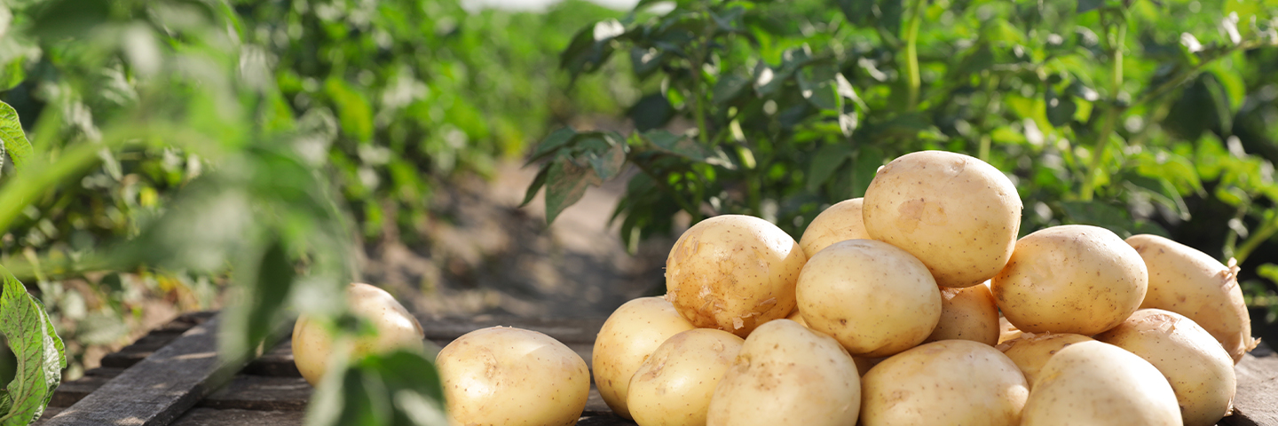 Analysis of sprout suppressants in potatoes