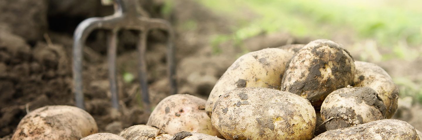 Standard growing on test for virus in Potato (PVY + 6 viruses)