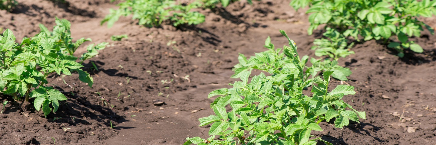 Rapid direct tuber test for virus in Potato (PVY + 4 Viruses)