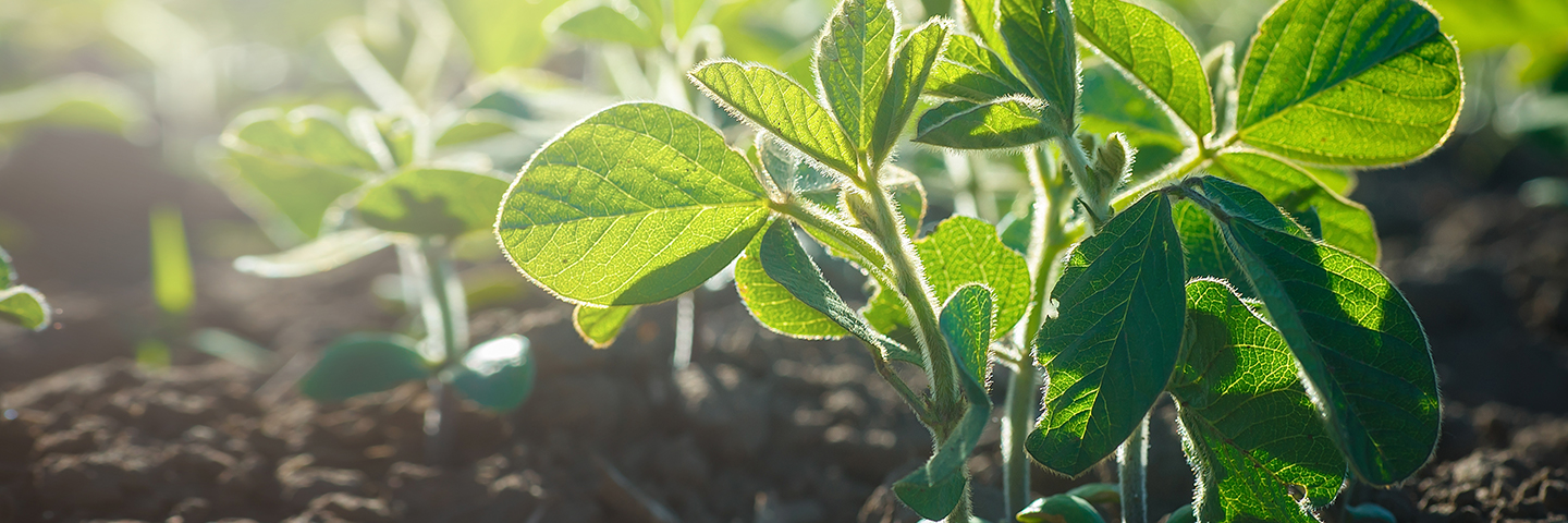 Detection of Maize or Soya GMOs in seed (Qualitative Screen) 