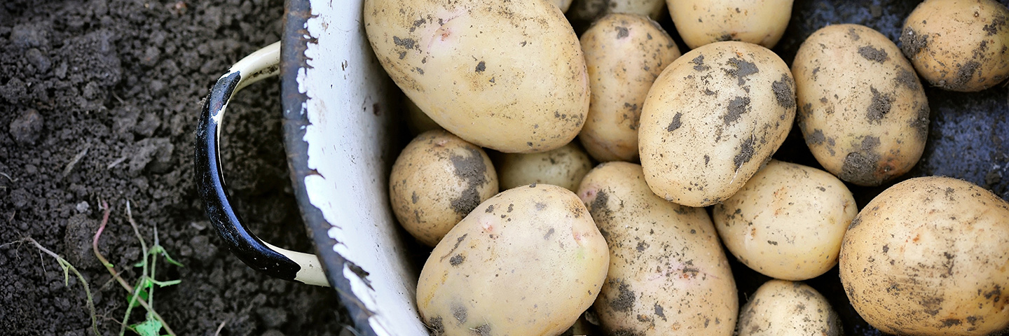 Standard growing on test for virus in Potato (PVY + 2 viruses)