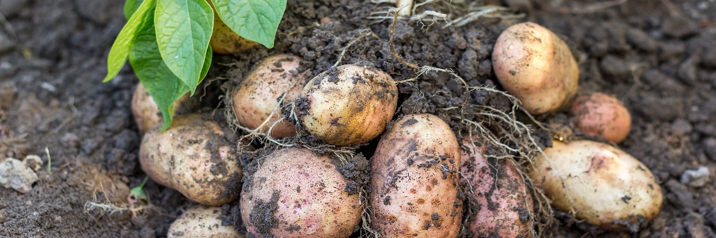Rapid direct tuber test for virus in Potato (PVY + 1 Virus)