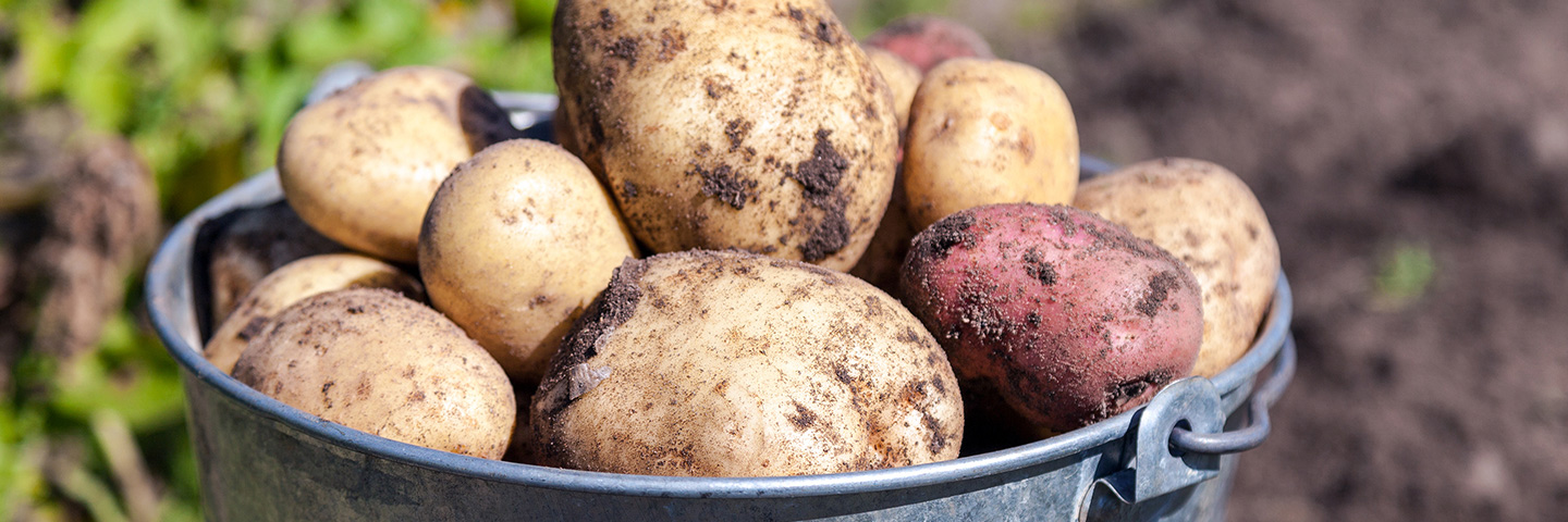 Standard growing on test for virus in Potato (PVY + 3 viruses)