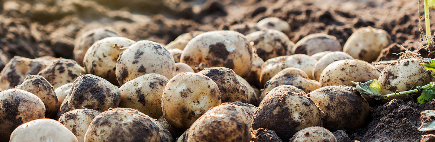 Standard growing on test for virus in Potato (PVY + 4 viruses)