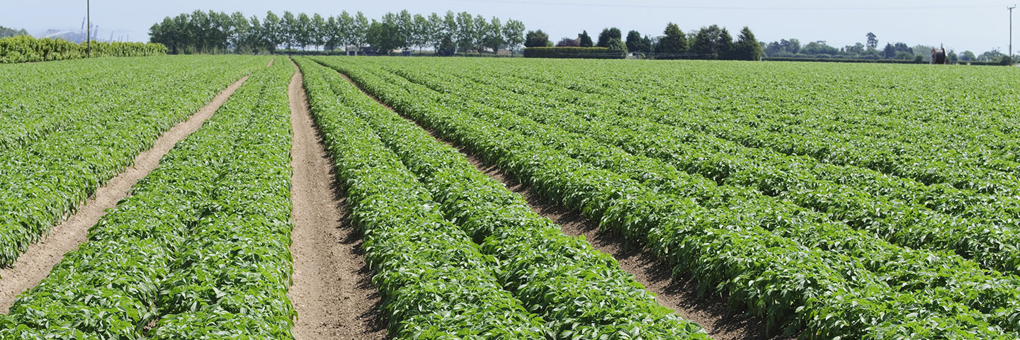 Standard growing on test for virus in Potato (PVY + 7 viruses)