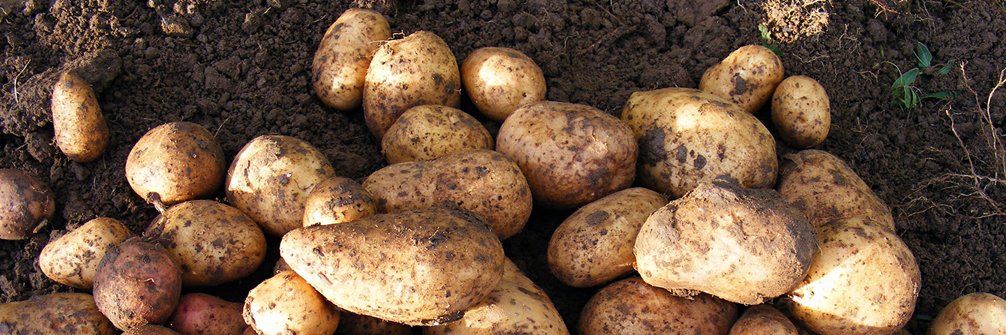 Standard growing on test for virus in Potato (PVY + 5 viruses)