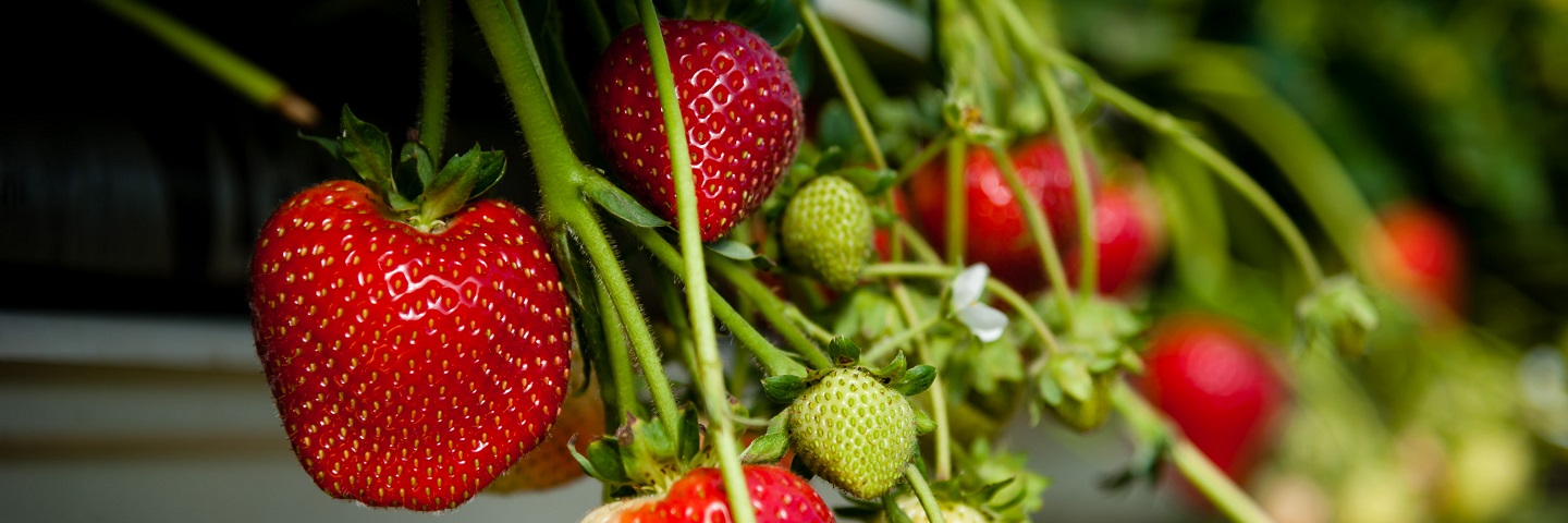 Strawberry red core (<em>Phytophthora fragariae</em>) in plants (Non-Symptomatic)