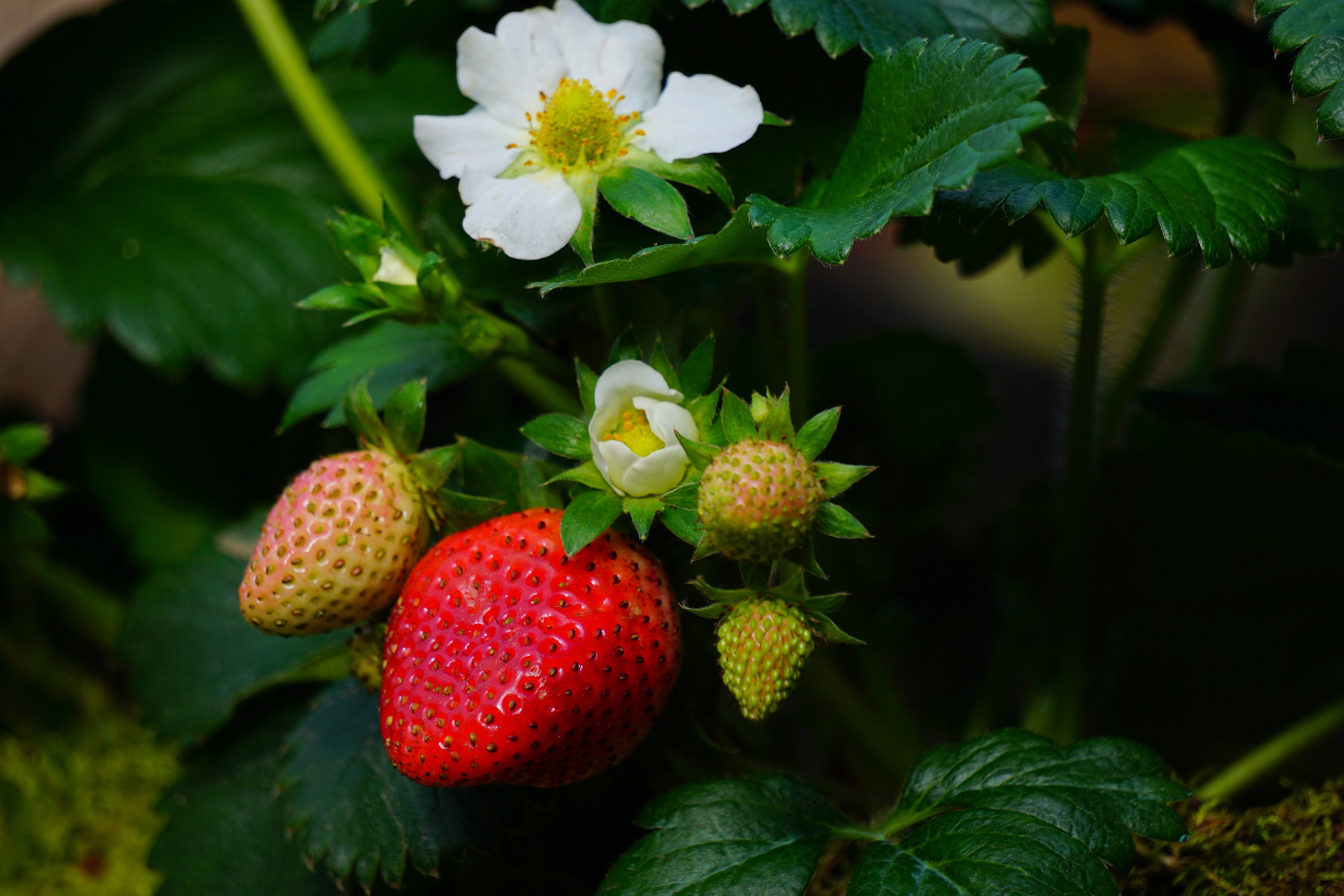 Strawberry virus screening (8 viruses)