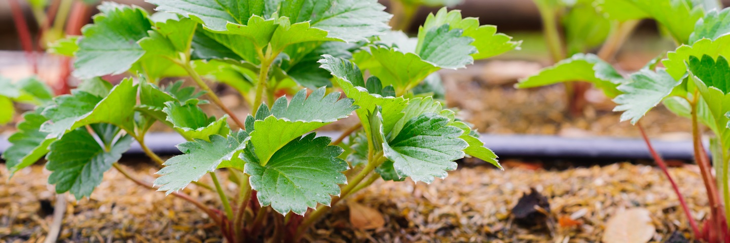 Strawberry red core (<em>Phytophthora fragariae</em>) in soil